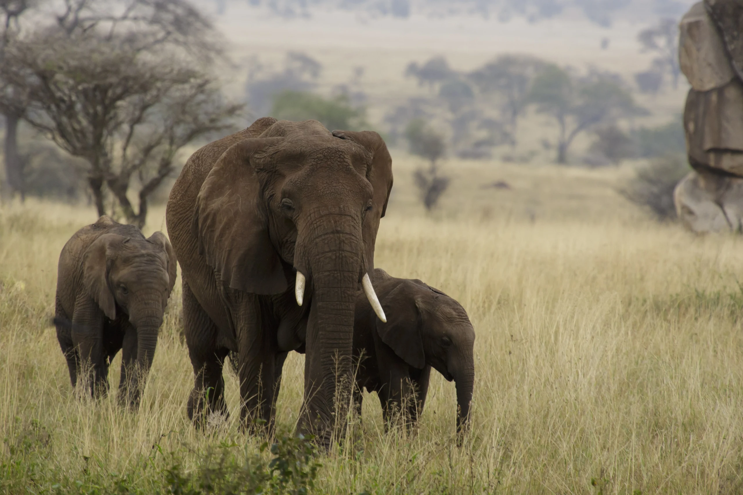 An adult elephant and two young elephants stand in long grass with trees behind them in Serengeti National Park
