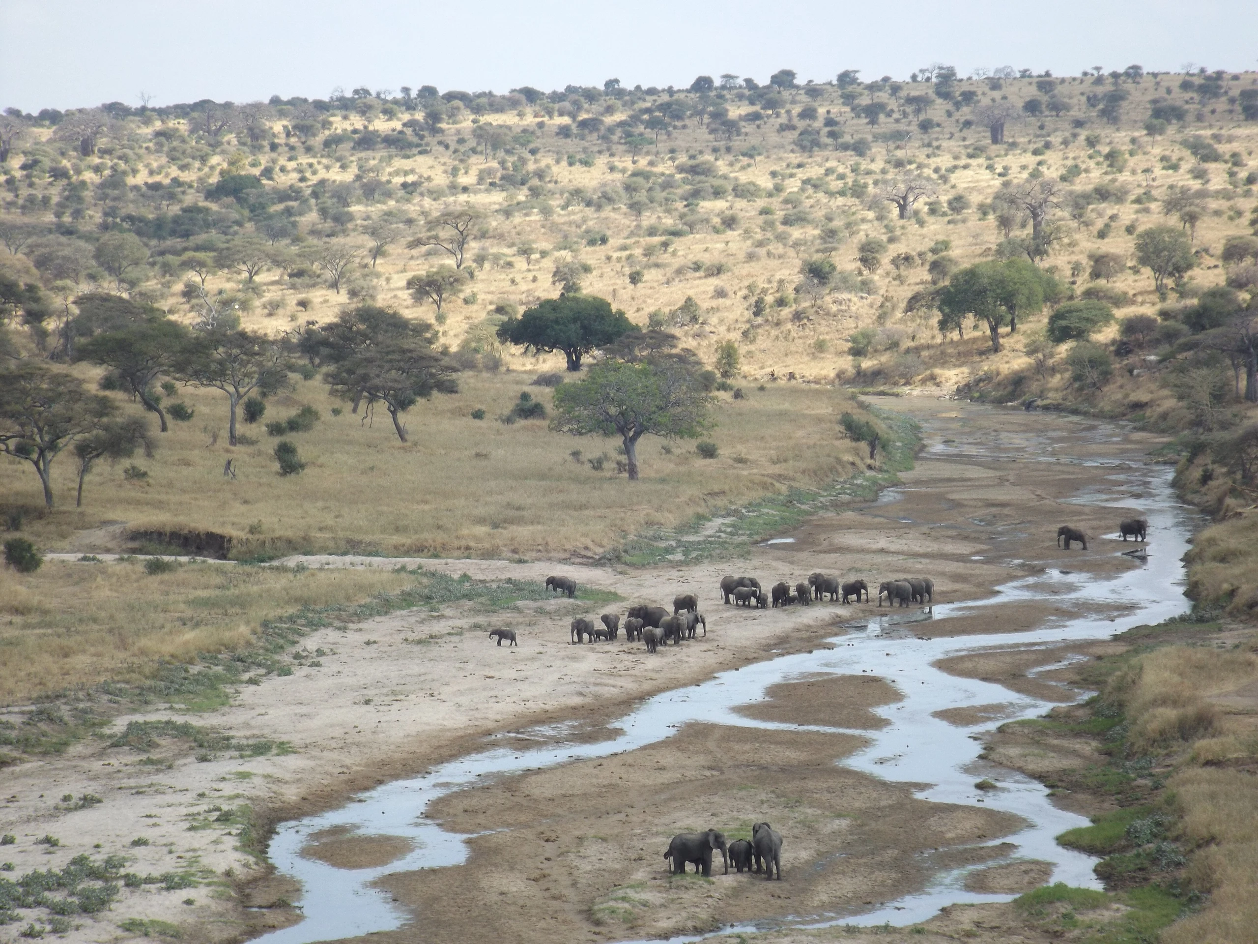 Elephants gather along a watercourse within a wooded Serengeti landscape