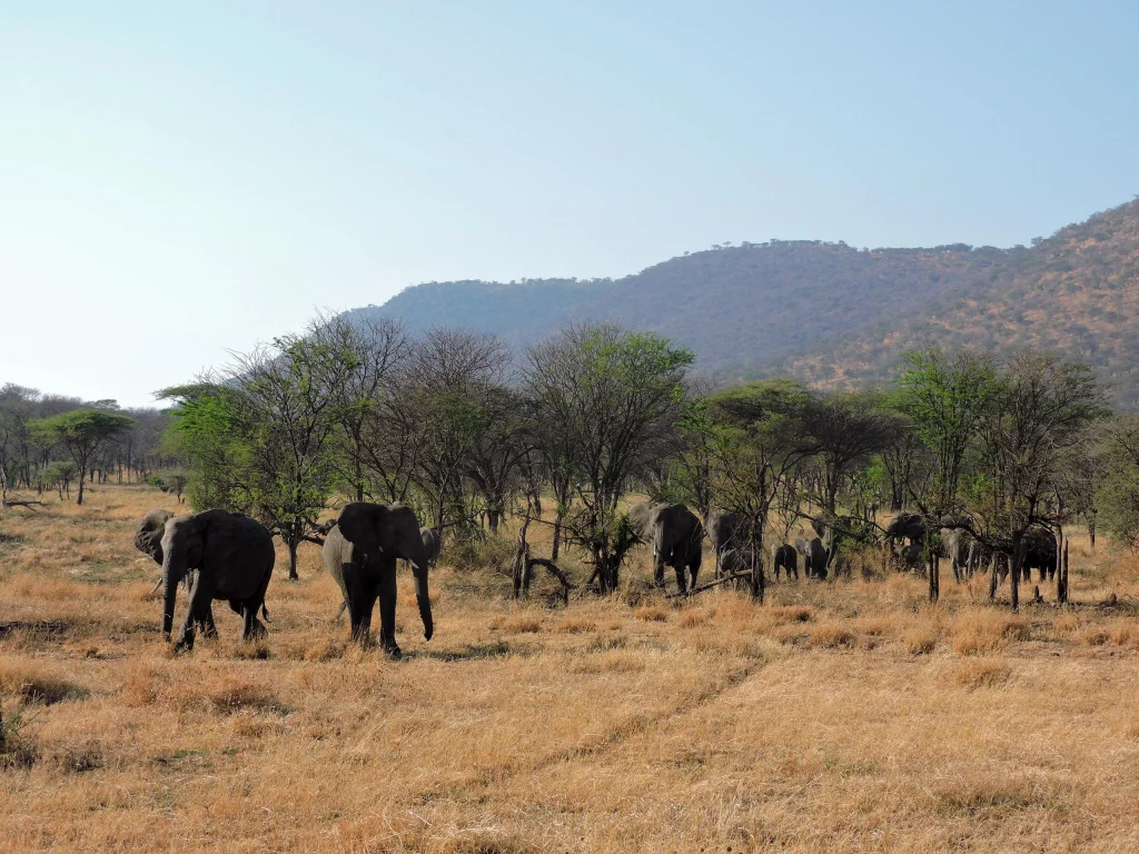 Elephants move through grass and scattered trees below distant hills in Serengeti National Park
