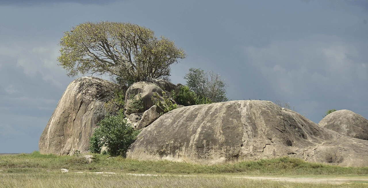 Granite outcrops with trees growing between rocks in the Serengeti