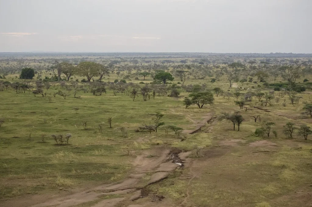 An elevated view of grassland, scattered trees and tracks in Serengeti National Park