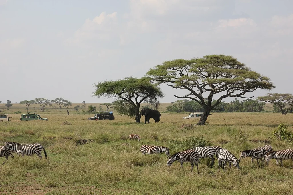 Zebras and an elephant in grassland with safari vehicles in the background