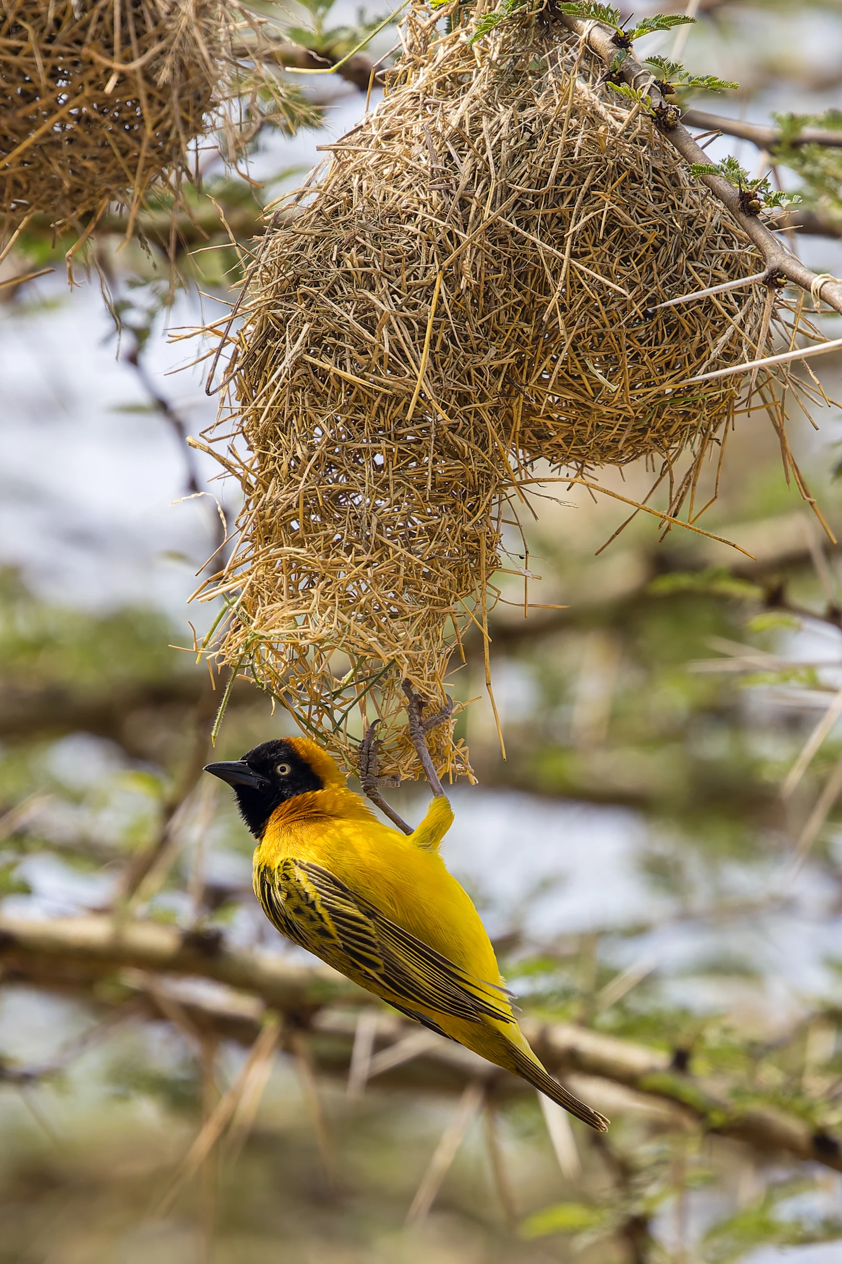 A lesser masked weaver beside a woven nest in the Serengeti